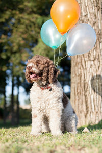 Close-up of dog with ball on field