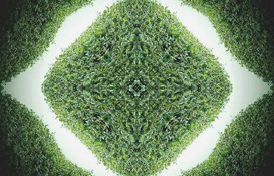 Close-up of green leaf