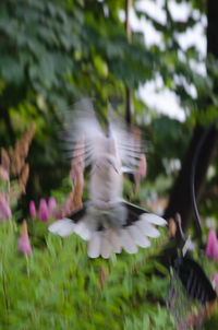 Blurred motion of flying