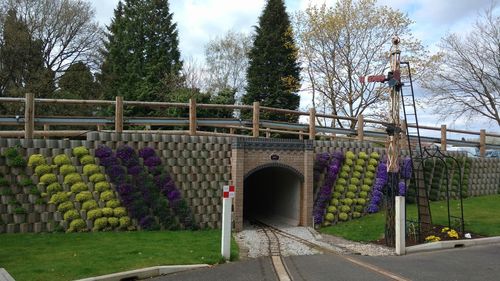 Purple flowering plants in park against sky