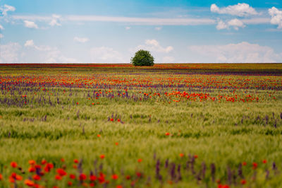 Scenic view of a single tree on field with colorful wildflowers in summer
