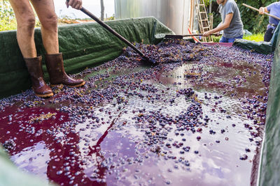 Man standing on trailer with harvested grapes for processing