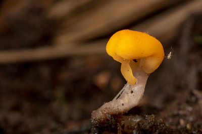macro photography