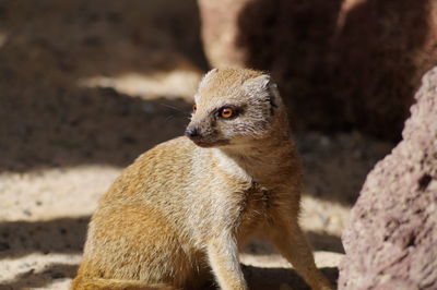 Close-up portrait of an animal