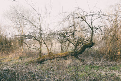 Bare trees on grassy field