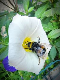 Close-up of bee pollinating on flower