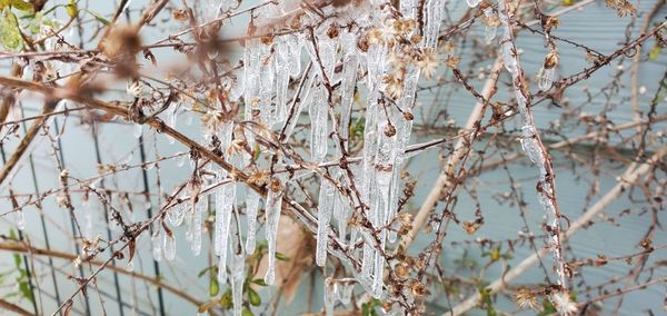 Close-up of snow on plant