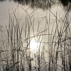 Reflection of trees in water