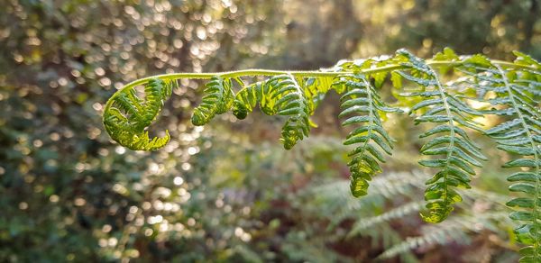 Close-up of fern leaves