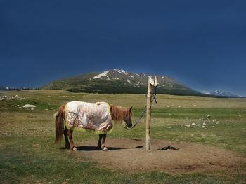 Side view of horse standing on field during sunny day