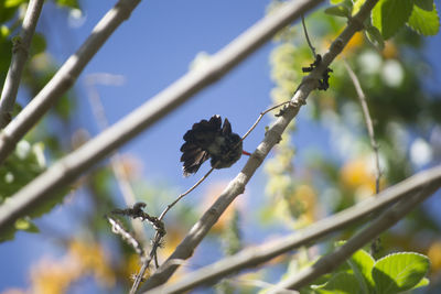 Close-up low angle view of leaves