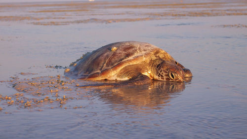 Close-up of turtle swimming in sea