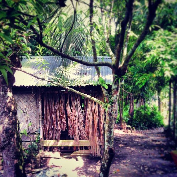 tree, built structure, growth, architecture, wood - material, abandoned, tree trunk, old, plant, green color, nature, day, wall - building feature, house, branch, no people, outdoors, building exterior, forest, tranquility