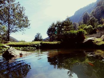 Scenic view of lake in forest against sky