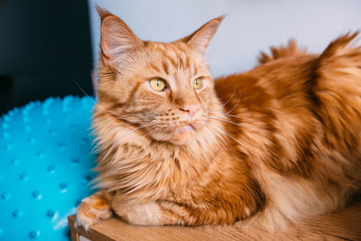 Beautiful red big cat maine coon sits at home
