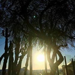 Sun shining through trees