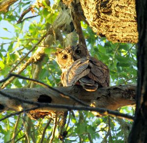 Low angle view of eagle perching on branch