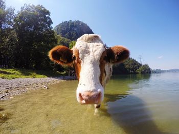 Close-up of cow in river