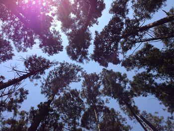 Low angle view of trees