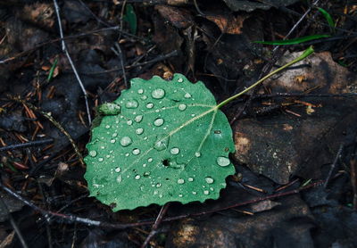 Close-up of raindrops on leaves