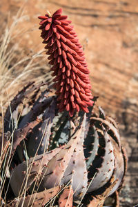 Close up of red leaf