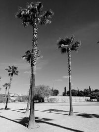 Palm trees by plants in city against sky