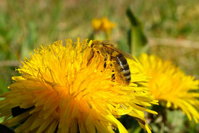 Close-up of insect on yellow flower