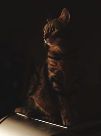 Cat sitting on floor