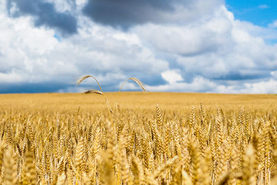 Scenic view of wheat field against sky