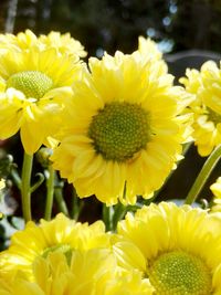 Close-up of yellow sunflower blooming outdoors