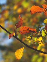 Close-up of dry leaves against blurred background