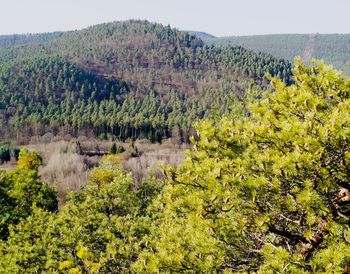 High angle view of trees in forest