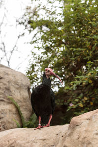 Close-up of bird perching on rock