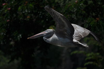 High angle view of gray heron flying