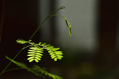 Close-up of fern leaves