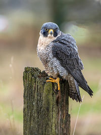 Close-up portrait of bird perching on wooden post