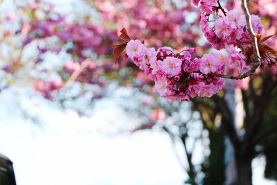 Close-up of pink cherry blossoms in spring