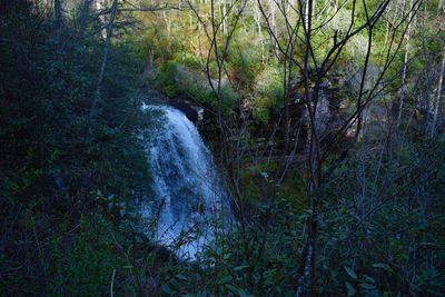 Scenic view of waterfall in forest