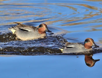 Ducks swimming in lake