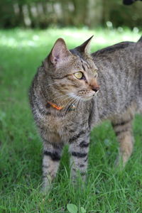 Cat looking away on field