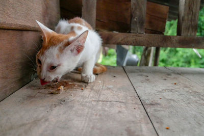 Cat sleeping on footpath