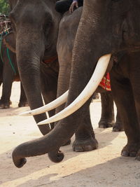 View of elephant in zoo