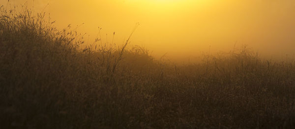 Scenic view of field against sky during sunset