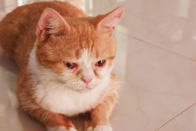 06/11/2020, a cat is relaxing in a house. padang, indonesia.