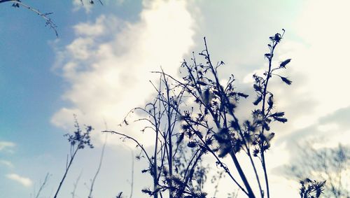 Low angle view of plants against cloudy sky