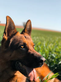 Close-up of dog looking away on field against sky