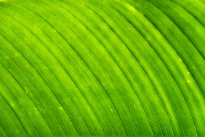 Full frame shot of palm leaves