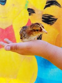 Close-up of a bird on yellow hand