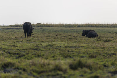 Buffalos in a field