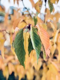 Close-up of leaves on plant during autumn